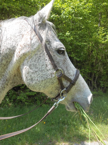 Photo de profil de grenat-linoa