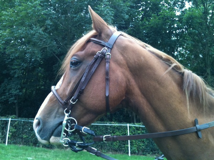 Photo de profil de horse010505