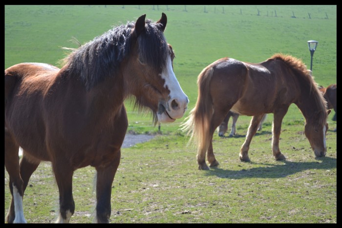 Photo de profil de ilovemyhorses