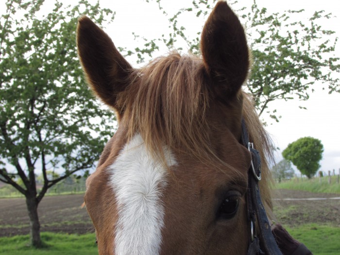 Photo de profil de kalius