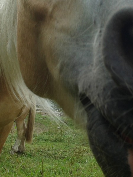 Photo de profil de lelikiwi