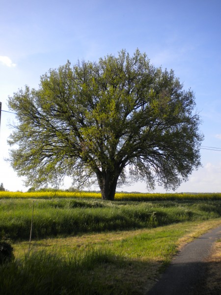 Photo de profil de lescalere