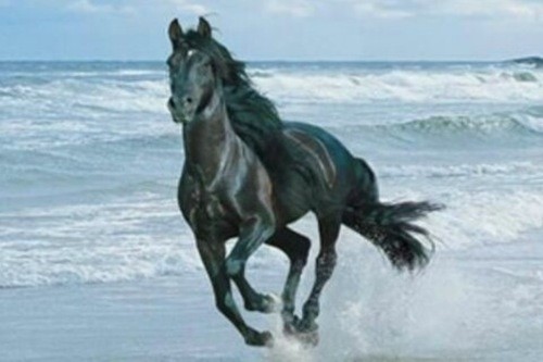 Photo de profil de libertyhorse