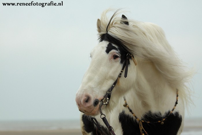 Photo de profil de lilouboulle