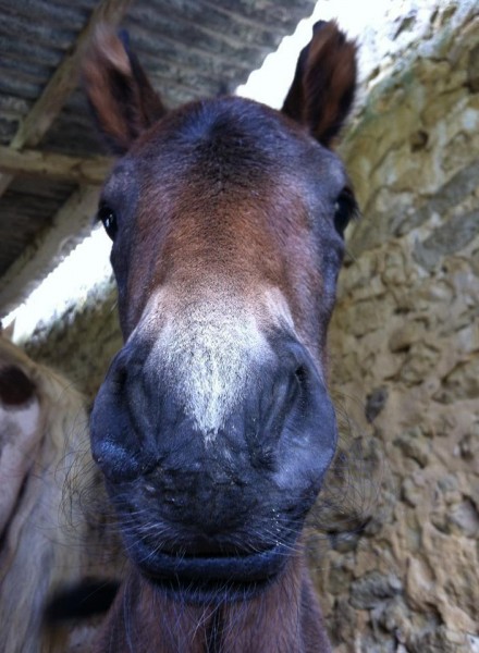 Photo de profil de ludii