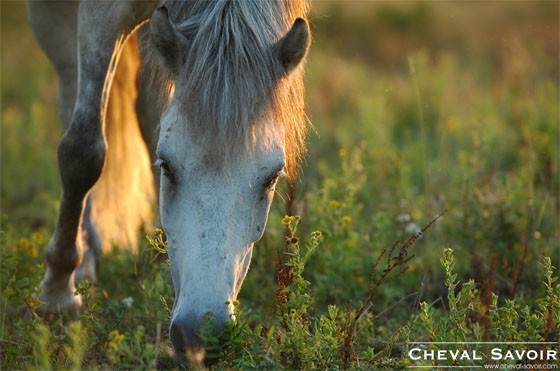 Photo de profil de meliehorse