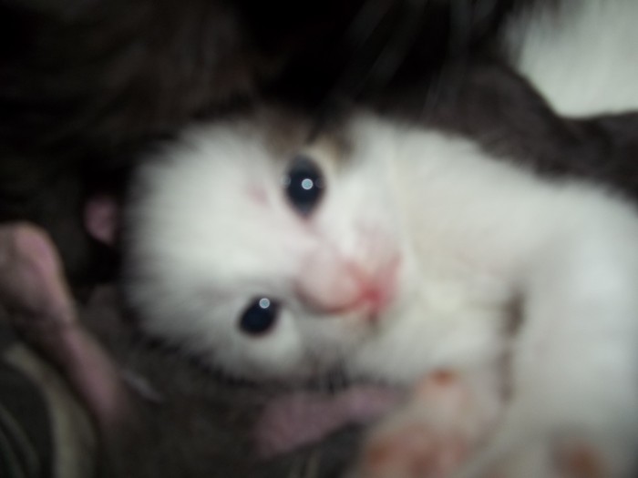 Photo de profil de monchevalnobel