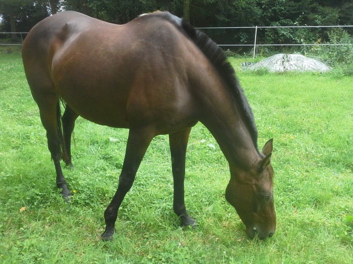 Photo de profil de ophesan