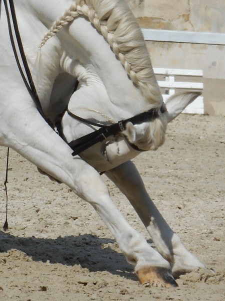 Photo de profil de penhorses