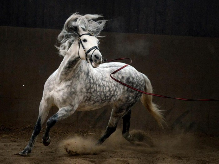 Photo de profil de pompomimi