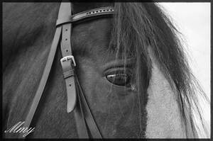 Photo de profil de poney59