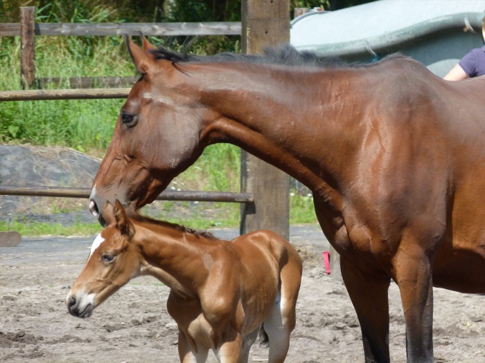 Photo de profil de romali