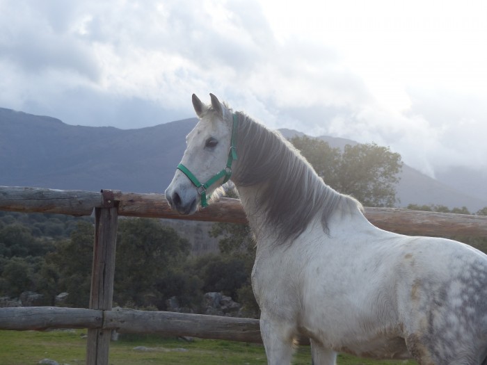 Photo de profil de thishorse