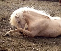 Photo de profil de anna.aubert