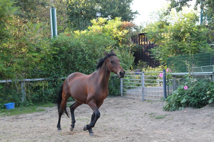 Photo de profil de ayekelpie