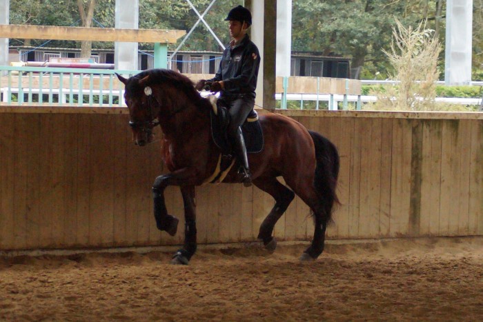 Photo de profil de ba_dressage