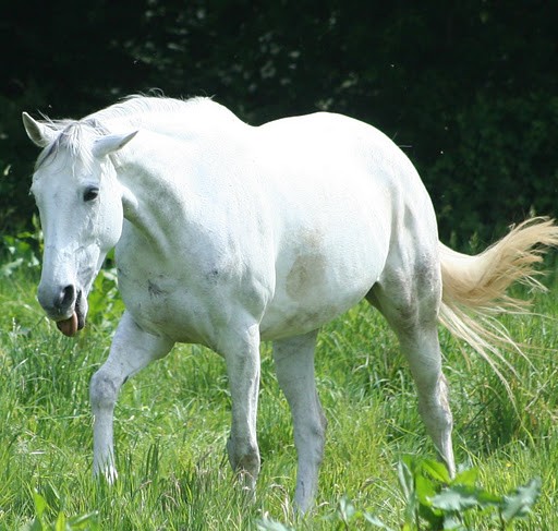 Photo de profil de bellechouchou