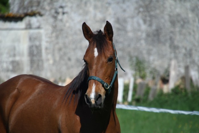 Photo de profil de candelon