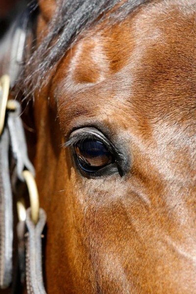 Photo de profil de chesnut