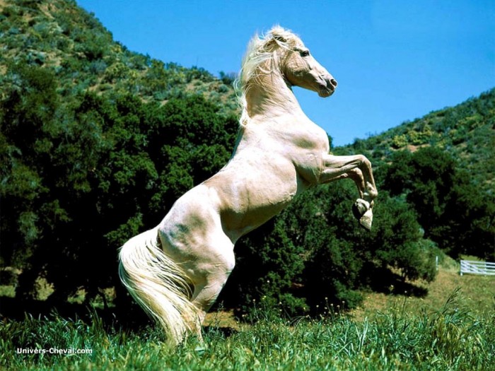 Photo de profil de chevalpassion64