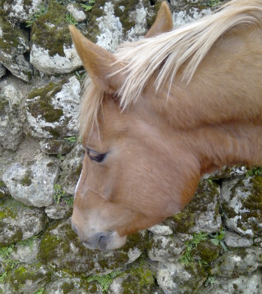 Photo de profil de chevalunevie