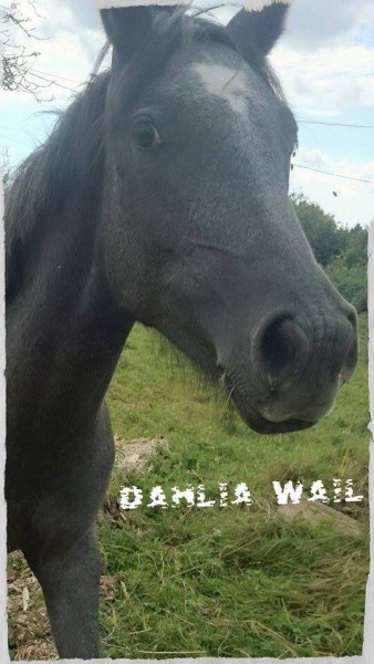 Photo de profil de dalhiawai