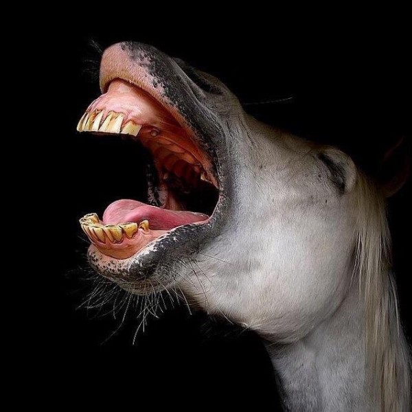 Photo de profil de fergar