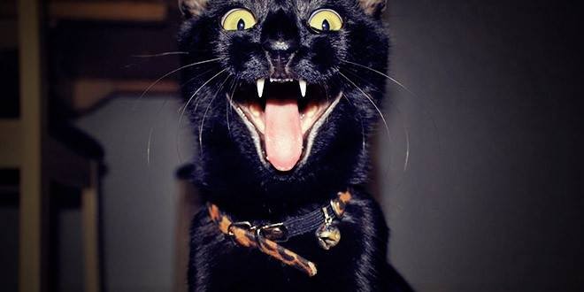 Photo de profil de gwen35400