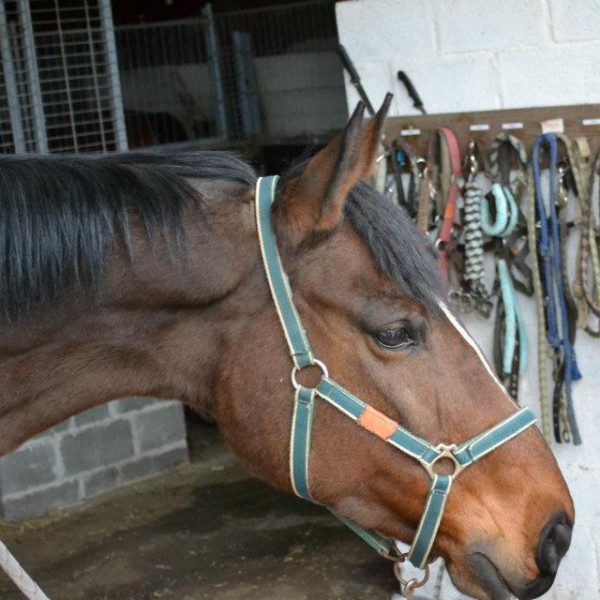 Photo de profil de gwennaelled