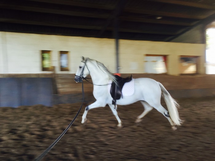 Photo de profil de kelyan