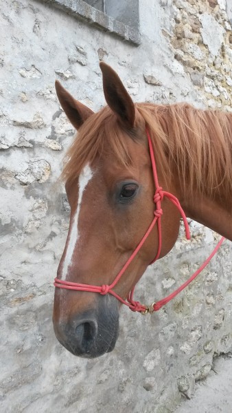 Photo de profil de kiwip