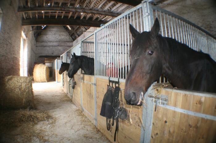 Photo de profil de lavigne