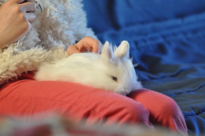 Photo de profil de lilasdesbois