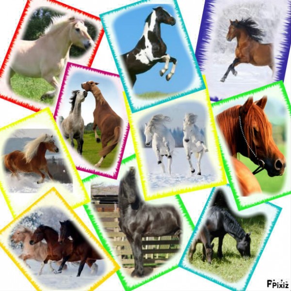 Photo de profil de lolacheval
