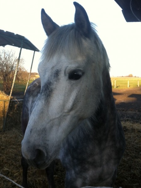 Photo de profil de loulou63000