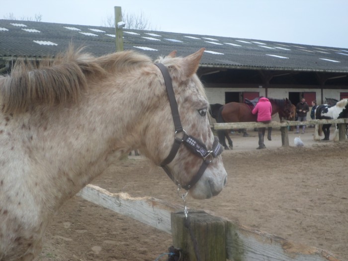 Photo de profil de lovechevaux76