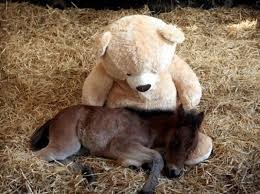 Photo de profil de lovehorse21