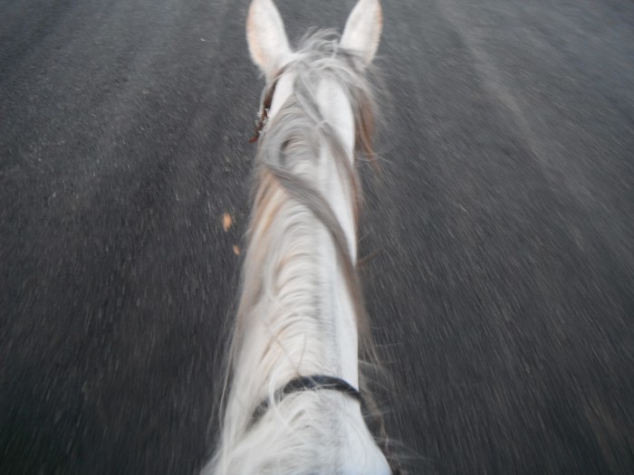 Photo de profil de maevaequitation