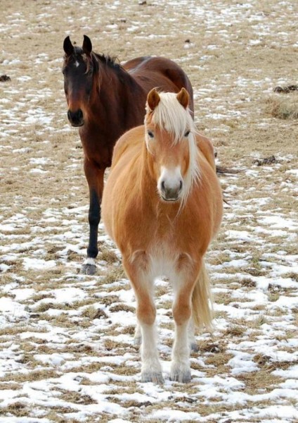 Photo de profil de niky_age_cheval