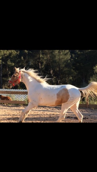 Photo de profil de petitchevalpie