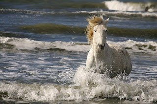 Photo de profil de phytocheval