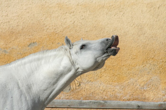 Photo de profil de pilou65