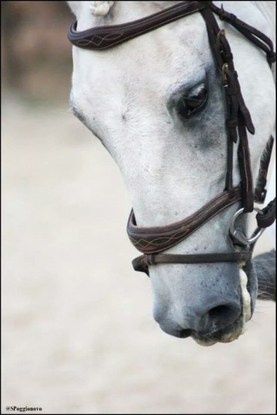 Photo de profil de poggio01