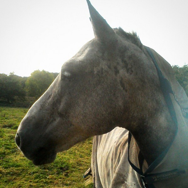 Photo de profil de poney56340