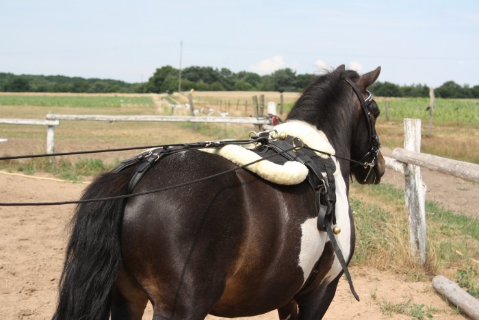 Photo de profil de poney57