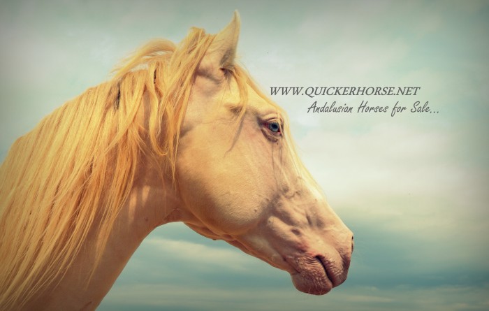 Photo de profil de quickerhorse