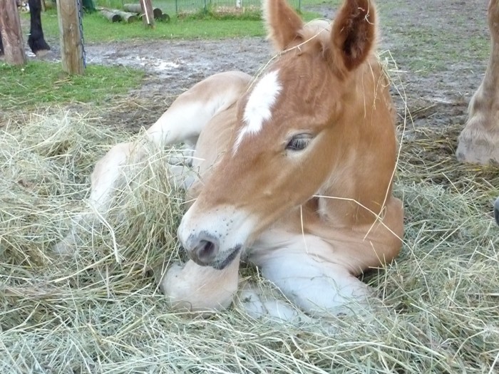 Photo de profil de rompchi