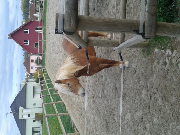 Photo de profil de roxanedomik