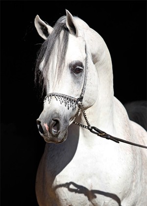 Photo de profil de serseka