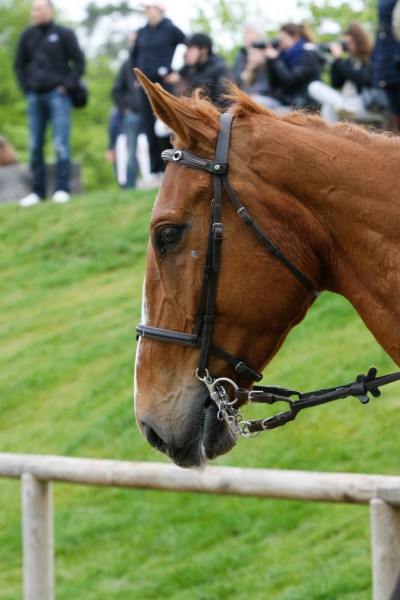 Photo de profil de stellabll